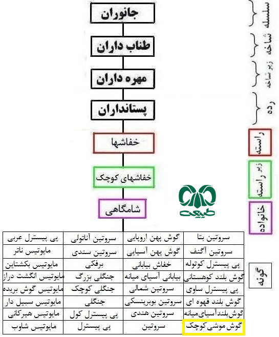 طبقه بندی گونه خفاش مایوتیس گوش موشی کوچک